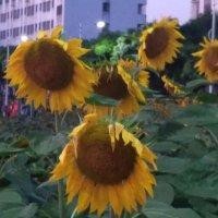 周斌源