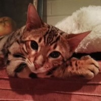 Merlin Coward-Willis