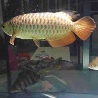 刘越鹏