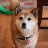 Peter BoomerangAsian