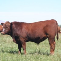 Bar C Quarter Horses Big Hole River Red Angus