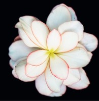 柯元苗