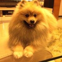 楚琼戈