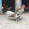 Đức Nguyễn
