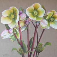 Louise Findlay