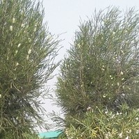 Dagne Bacha