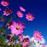 T Swapna