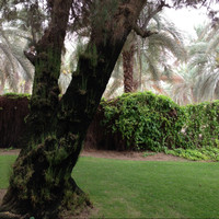 Mohammed Al Heloo