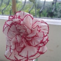 Songul Erkeskin