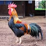 Rooster Rodriguez