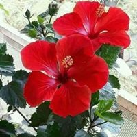Sowmya Varsha