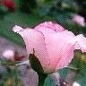 Puneet Goel