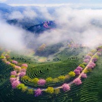 林明星