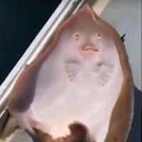 赵万里