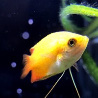 安藤英洋