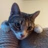 kitten kat