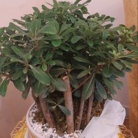Ehsan Moradnia
