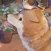 范芷涵