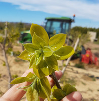 Rodrigo Fuentetaja Plaza