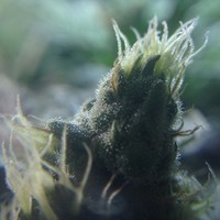 Green Rush Consulting