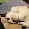 李怡飞