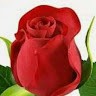 Manoj Giri
