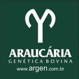 Araucária Genética Bovina