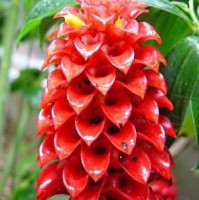 Ginger Rose