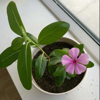 邱德勇