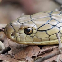 K. B. Thapa 'Jeevan'