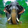 ARK RAJA
