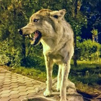 Володя Фельбуш