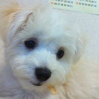 Kotaro Yamaguchi