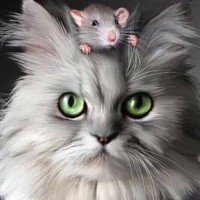 Kitten Kink