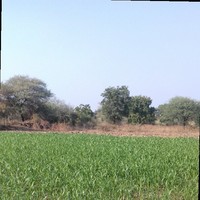 Nitin Shivpal Borey