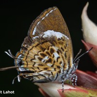 Sumrit Lahot