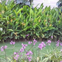 Siddesh Kamat