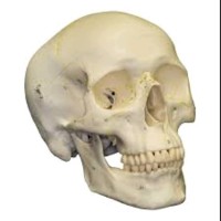 The Skull
