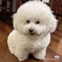 陈端阳