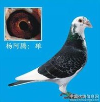 刘金存