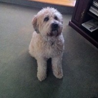 Bailey Gybo