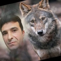 Murat Senkal