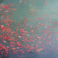 孟庆良