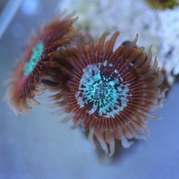 王冠雄