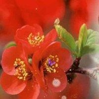 陈方丽