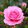 Shilpa H