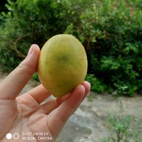 林静静