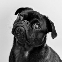 Bob Powwr-Pug