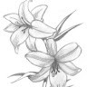 Lily Meng