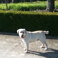 Vitor Martins